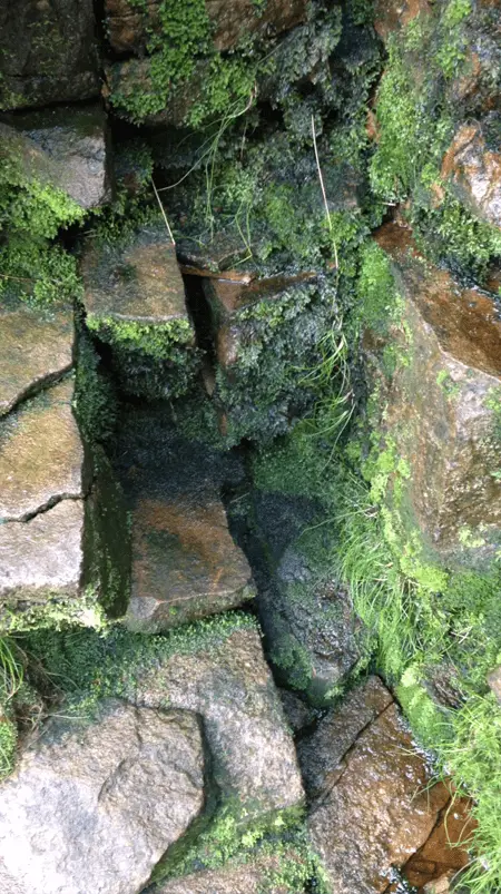 Slime covered gully on the wall